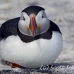 puffin_atlantic_msi_h_1244_can0864.jpg